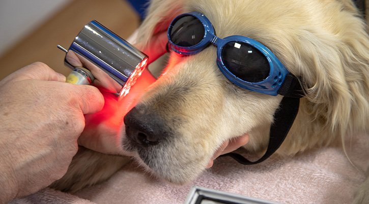 Laser Therapy For Pets