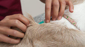 Pet Acupuncture Procedure